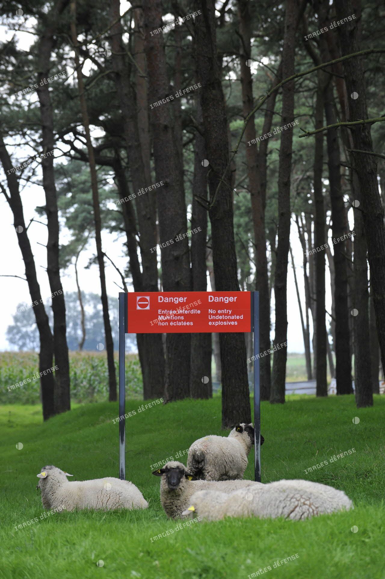 Les moutons du mémorial de Vimy.