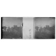 [Cadavre d'éléphant].