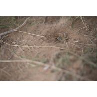 Vue d'un scorpion près d'Ayorou, au Niger.