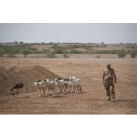 Un soldat croise la route d'un troupeau de chèvres à Labbezanga, au Niger.