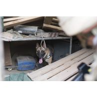 Un binôme du 132e bataillon cynophile de l'armée de terre (BCAT) accompagne des soldats maliens pour la fouille d'un garage à Tombouctou, au Mali.
