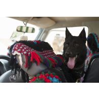 Le chien Moro du 132e bataillon cynophile de l'armée de terre (BCAT) fouille un pick-up dans les monts Farach, au Mali.