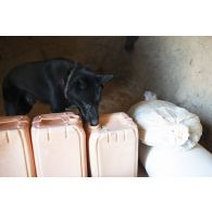Le chien Moro du 132e bataillon cynophile de l'armée de terre (BCAT) recherche des traces de matière explosive dans une habitation des monts Farach, au Mali.