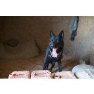 Le chien Moro du 132e bataillon cynophile de l'armée de terre (BCAT) recherche des traces de matière explosive dans une habitation des monts Farach, au Mali.
