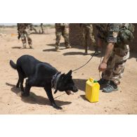Le sergent-chef Julien du 132e bataillon cynophile de l'armée de terre (BCAT) et son chien Moro recherchent des traces de matière explosive dans un village des monts Farach, au Mali.