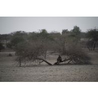 Un démineur du 13e régiment du génie (RG) contrôle une forêt de la région de Bitagoungou, au Mali.