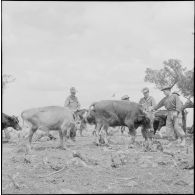 Visite des journalistes après l'opération de Tebessa. [Description en cours]