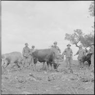 Visite des journalistes après l'opération de Tebessa. [Description en cours]