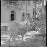 Présentation de l'école militaire préparatoire nord-africaine (EMPNA) de Koléa. [Description en cours]