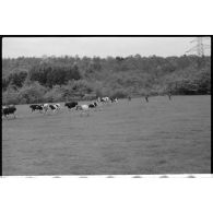 Dans le secteur de Harmor (Belgique), des reporters de la 4e compagnie de propagande de l'armée de l'air s'intéressent à une vache.