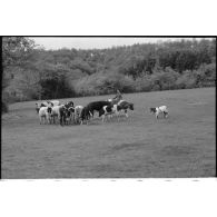 Dans le secteur de Harmor (Belgique), des reporters de la 4e compagnie de propagande de l'armée de l'air s'intéressent à une vache.