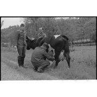 Dans le secteur de Harmor (Belgique), des reporters de la 4e compagnie de propagande de l'armée de l'air s'intéressent à une vache.