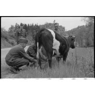 Dans le secteur de Harmor (Belgique), des reporters de la 4e compagnie de propagande de l'armée de l'air s'intéressent à une vache.