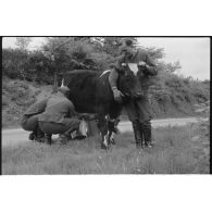 Dans le secteur de Harmor (Belgique), des reporters de la 4e compagnie de propagande de l'armée de l'air s'intéressent à une vache.