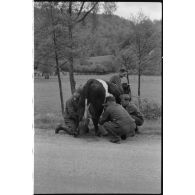 Dans le secteur de Harmor (Belgique), des reporters de la 4e compagnie de propagande de l'armée de l'air s'intéressent à une vache.