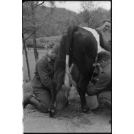 Dans le secteur de Harmor (Belgique), des reporters de la 4e compagnie de propagande de l'armée de l'air s'intéressent à une vache.