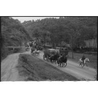 Une colonne hippomobile de l'armée de terre allemande dans le secteur de Harmor (Belgique).