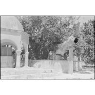 A Kos, l’arbre d’Hippocrate.