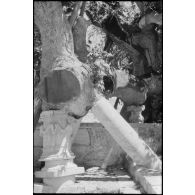 A Kos, l’arbre d’Hippocrate.