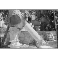 A Kos, l’arbre d’Hippocrate.