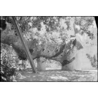 A Kos, l’arbre d’Hippocrate.