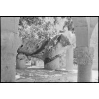 A Kos, l’arbre d’Hippocrate.