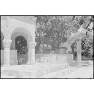 A Kos, l’arbre d’Hippocrate.