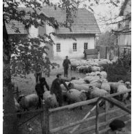 [Gestion d'une bergerie dans un quartier de Hambourg, s.d.]