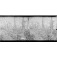 Saint Hubert, Argonne. Sur le sommet du ravin. 1ère ligne. La tranchée est masquée sous des éboulis de branchage. [Légende d'origine]