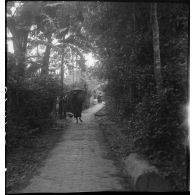 Reprise de la vie quotidienne au village de Nguyen Hanh.