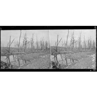 Parc du château de Carieul (Pas-de-Calais). [légende d'origine]