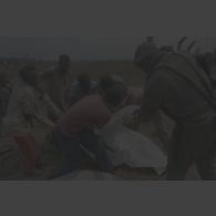 Ramassage des corps par des volontaires civils et le bataillon de soutien logistique (BSL) près de l'aéroport de Goma, le 22 juillet 1994.