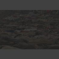 Cadavres alignés sur la route de Goma avant leur ramassage.