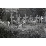 Des tombes allemandes dans le secteur de Cassino (Latium).