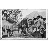 Le tord-nez pour ferrer la jument de Schmidt. [légende d'origine]<br>