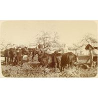 [Chevaux à l'abreuvoir].