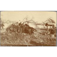 [Chevaux à l'abreuvoir].