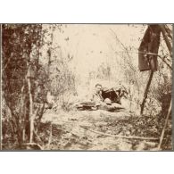 Un brin de soleil dans le bois C11. [légende d'origine]