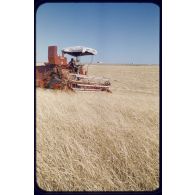 1957 Palat, moissons Juin. [légende d'origine]