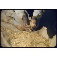 1957 Palat, moissons Juin. [légende d'origine]