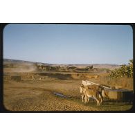 1956 Palikao, Relizane Zémora (2). [légende d'origine]