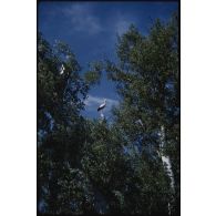 Cigognes au Kreder, avril 1959. [légende d'origine]