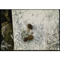 [Tourisme en Algérie, des oursins, septembre 1957].