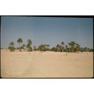 [Palmiers dans le désert].
