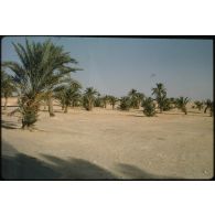 [Palmiers dans le désert].