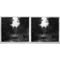 [Vue d'ensemble de militaires européens (troupes coloniales) et indochinois postés au bord d'une piste dans un sous-bois].<br>