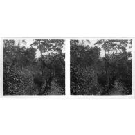 [Portrait d'un Européen dans un paysage boisé].<br>