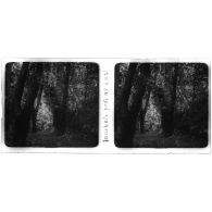 Sous-bois près de Xati. [légende d'origine]<br>