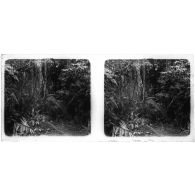 [Arbres dans la forêt].