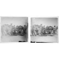 [Dromadaires à un point d'eau].<br>